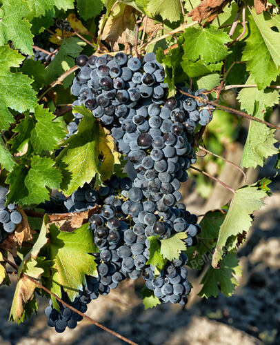 Tuscan vineyard with red grapes ready for harvest.