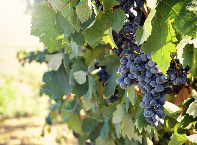 Tuscan vineyard with red grapes ready for harvest.