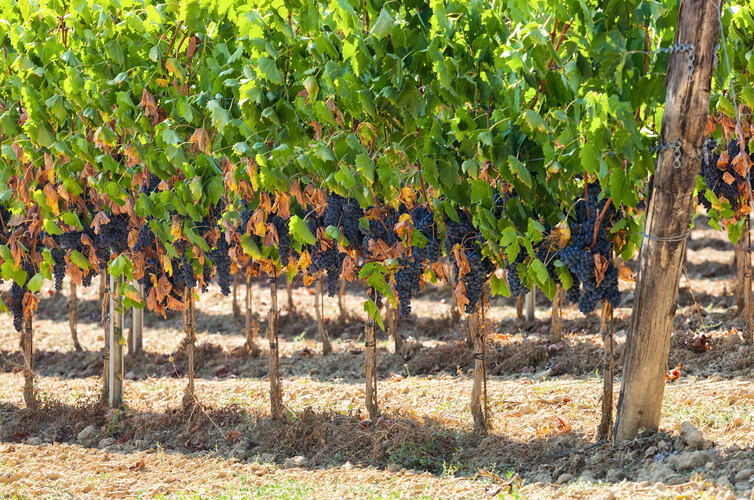 Tuscan vineyard with red grapes ready for harvest.