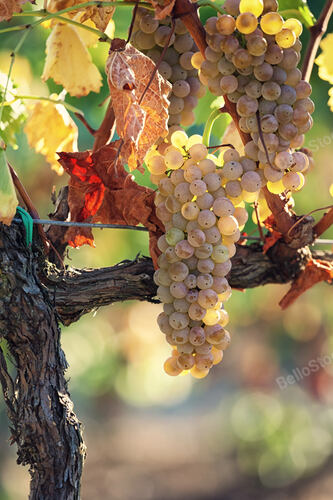Close up of white grapes on the Tuscany vineyard, Malmantile