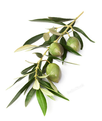 Olives on branch with leaves isolated on white.