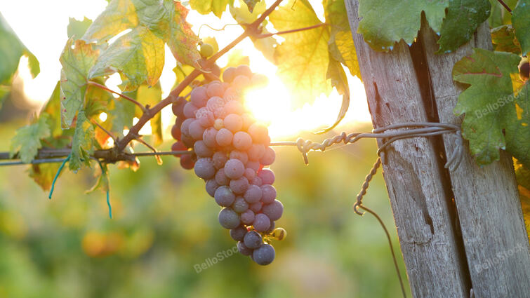 Bunch of red grapes. Sunset light with sun in the background. Flare and warm light tell the harvest 