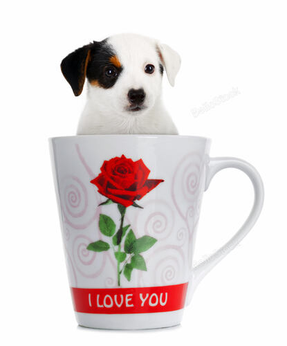 Jack Russell puppy in the cup on white background
