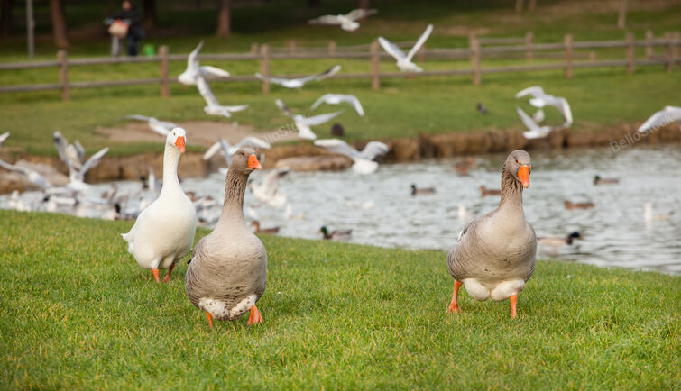 Different species of birds at artificial lake ok Serravalle 