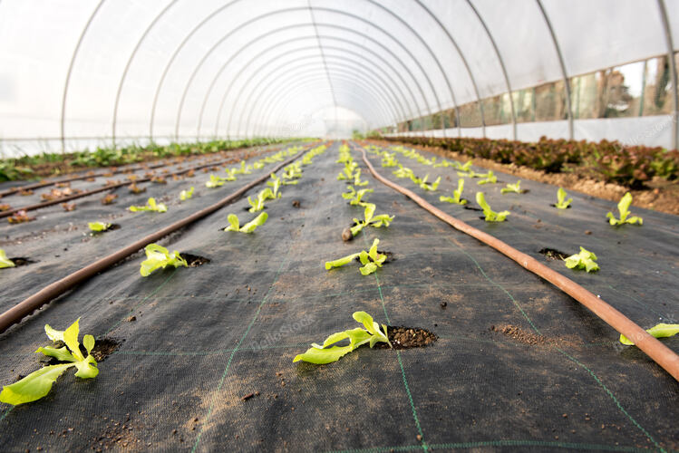 Young salad seedlings growing in a greenhouse with a low ang