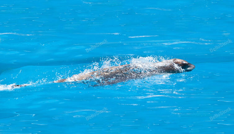 Harbor Seals in the pool