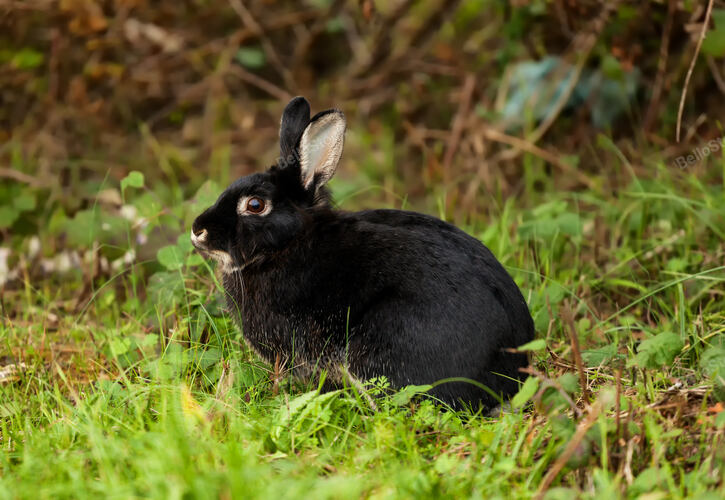 Nice black rabbit photographed in the forest.