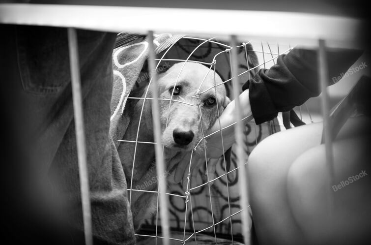 Gaze of a sad dog locked in a transport cage. Black and whit