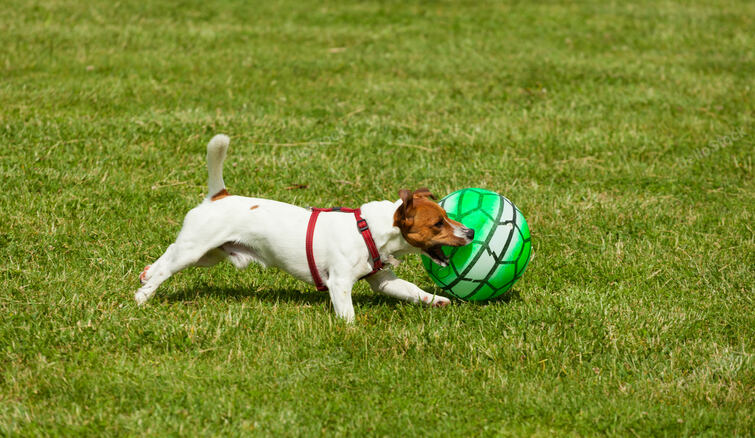 Jack Russell Terrier dog playing with toy ball in outdoors o