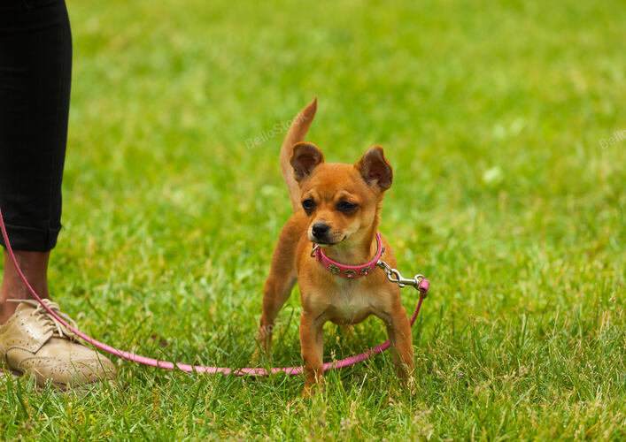 Chihuahua Dog Standing on the Grass in Outdoors.
