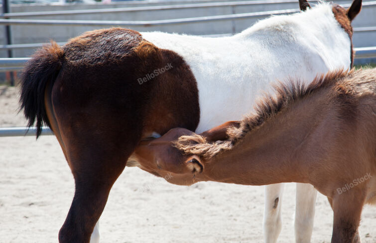 Young horsy sucks milk at a horse-mother.