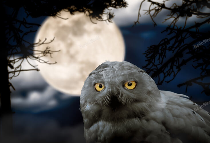 Snowy Owl - Bubo scandiacus, a large, white owl of the typical owl family. Scary image suitable for 