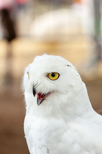 Snowy Owl - Bubo scandiacus, a large, white owl of the typical owl family. Snowy owls are native to Arctic regions in No — stock photo