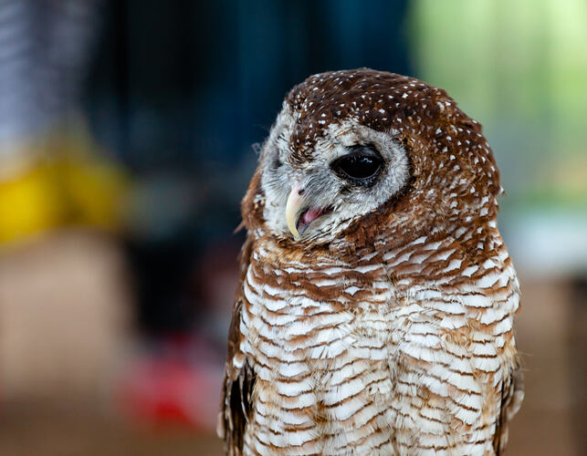 Portrait of a tawny owl, strix aluco, on natural background.