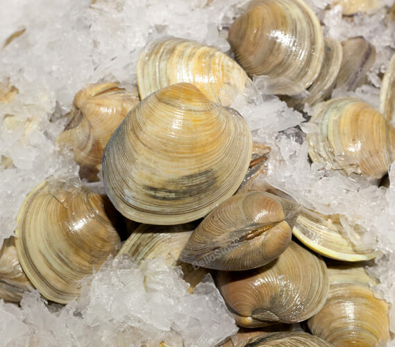 Fresh cockles for sale at Chelsea Market in New York