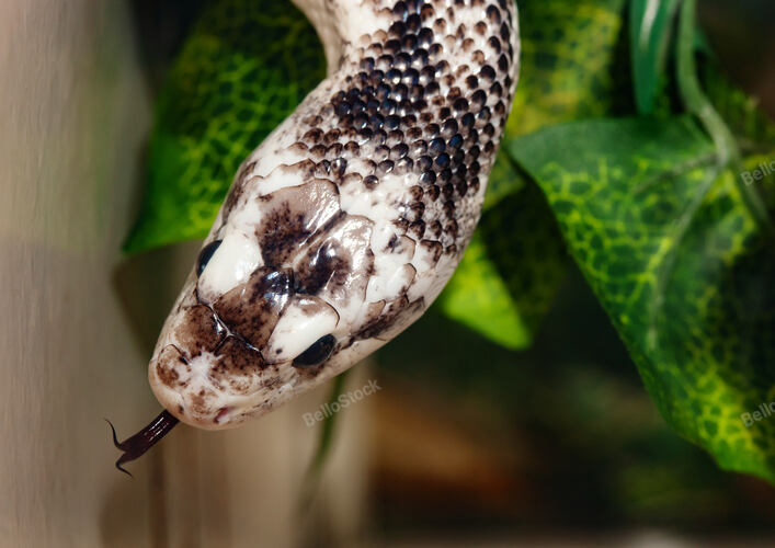 Pantherophis Obsoleta or Elaphe Obsoleta, commonly called Ra