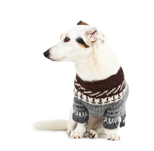 Jack russell sitting with sweater on white background — stock photo