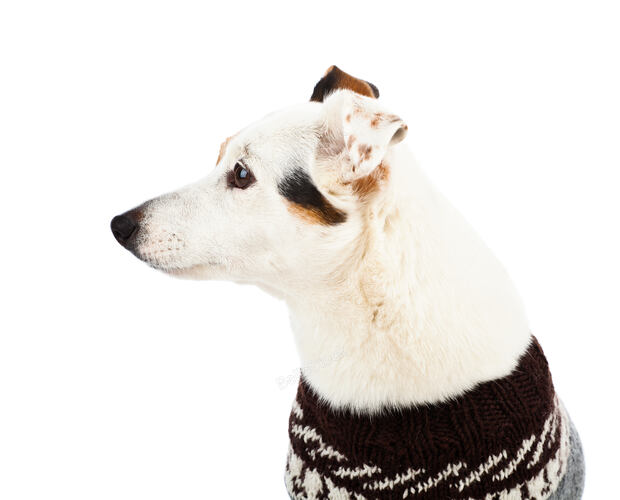 Jack russell sitting with sweater on white background
