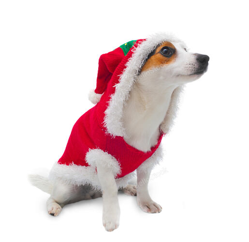 Young Jack Russel wearing christmas tree dress on white back