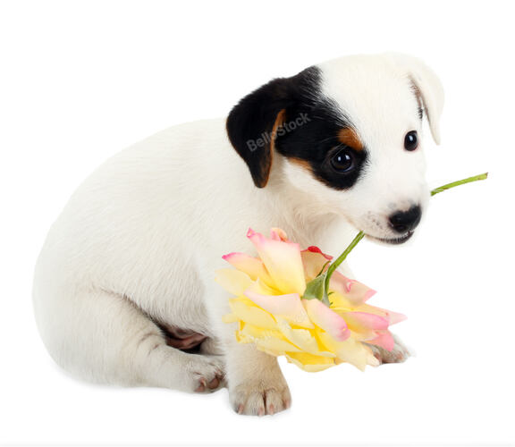 Jack Russell puppy with a big rose on white background