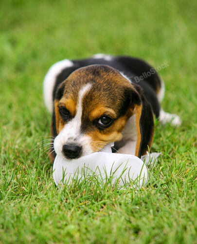 Cute Beagle puppy in the grass play with plastic cup