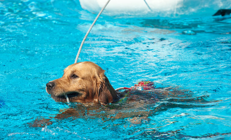 Lifeguard dog, rescue demonstration with the dogs in the poo