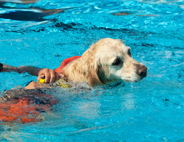 Lifeguard dog, rescue demonstration with the dogs in the poo