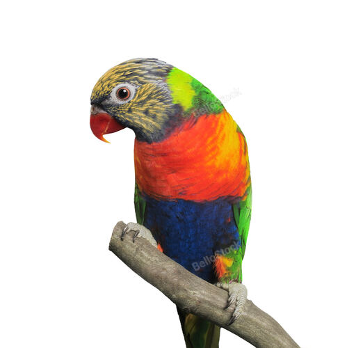 Lorikeet (Trichoglossus haematodus), isolated over white bac
