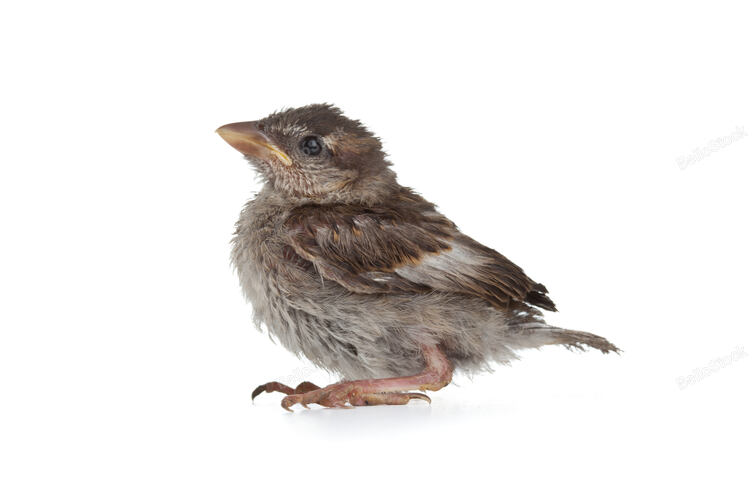 Close up of nice little bird on white background