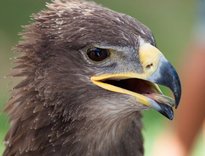 Closeup of the head of a golden eagle