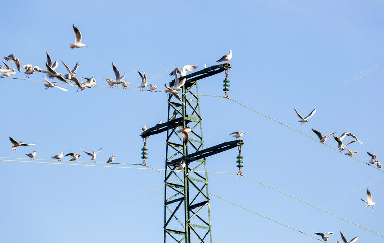 Flock of seagulls Ichthyaetus melanocephalus on an electrici