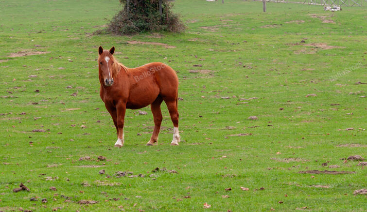Peaceful brown horse standing in a lush green field, grazing