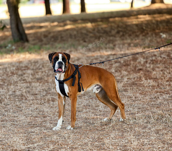 Boxer dog in the park in autumn.