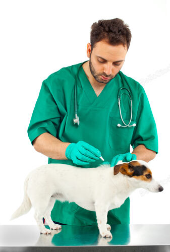 Vet examining an jack russell terrier — stock photo