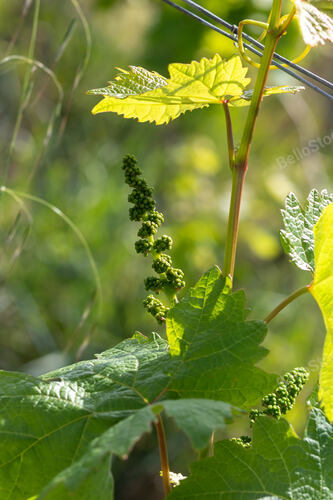 Small bunches of grapes blossoming on the vine in the vineya