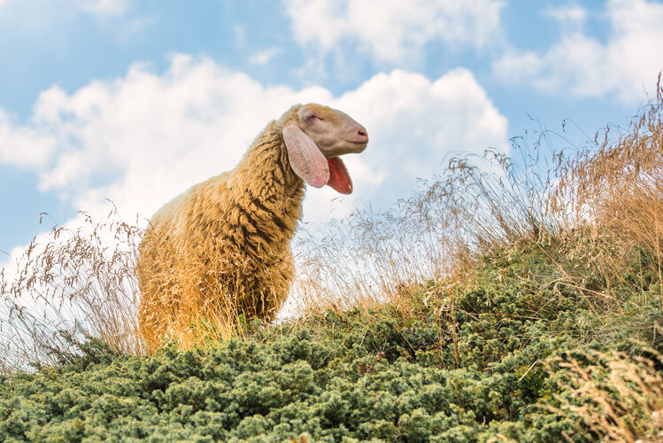 A big sheep with wool on the Lombardy pre-Alps northern Ital