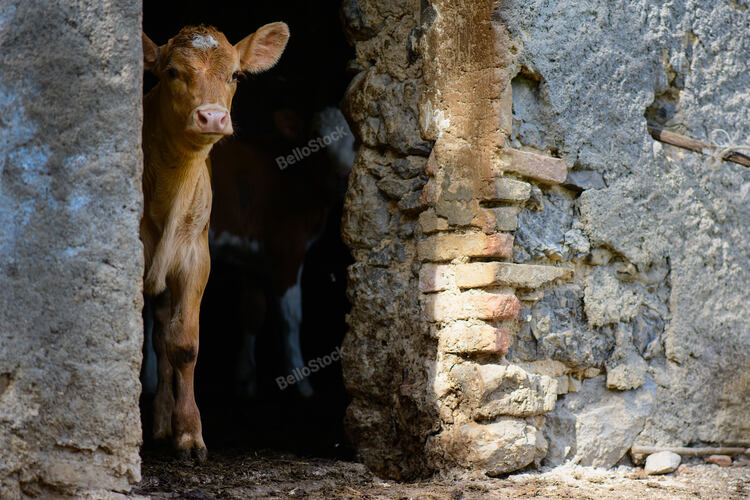 A calf on the door of a stable