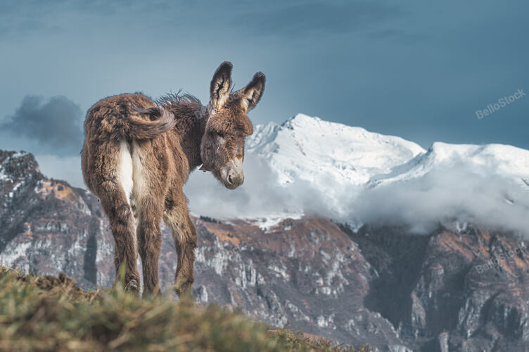 A cute little mule in the mountains In the Italian Alps