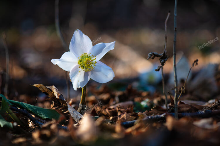 A Helleborus flower in the woods on the pre-Alps of northern