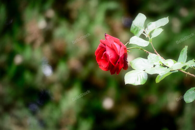A red rose in the moment of beautiful bloom