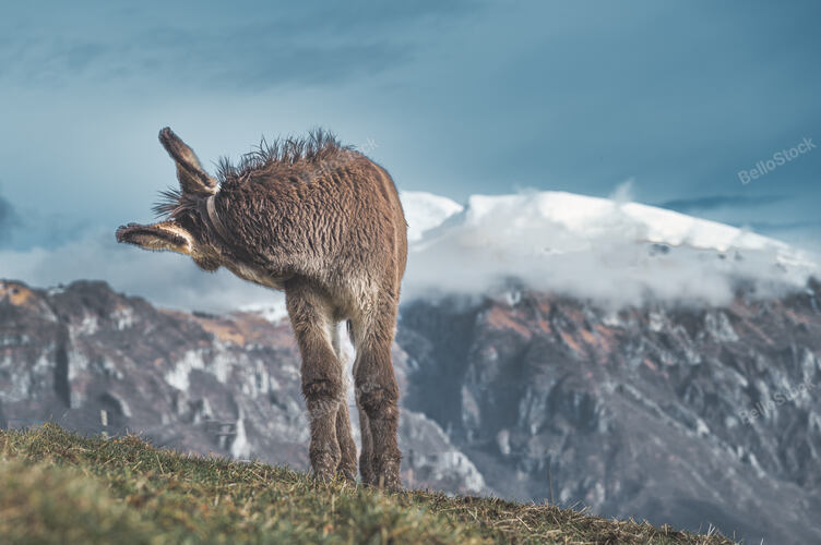 A small mule on mountain meadows turns around In the Italian