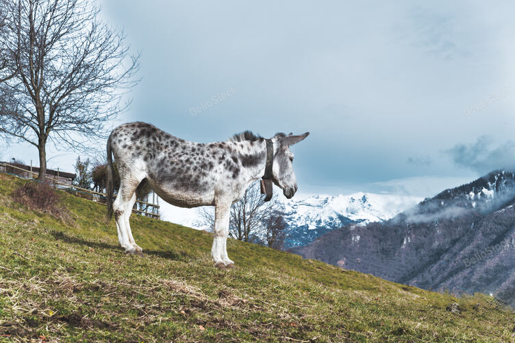 A spotted white mule in the meadow in the mountains  In the 