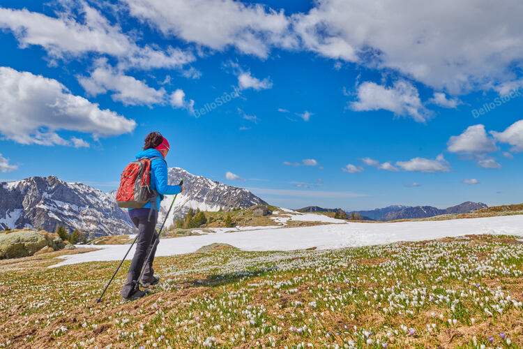 A woman walks in a mountain meadow with a crocus flowering