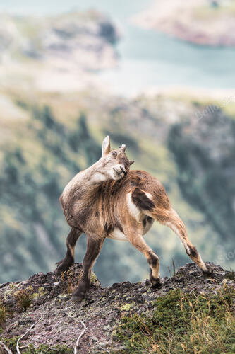 An ibex on a rock in the Italian Alps scratching its horns
