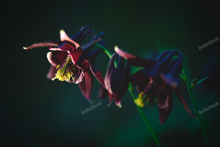 Aquilegia atrata  On Italian Prealps
