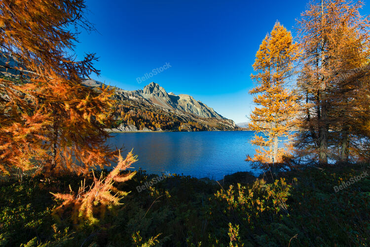 Autumn colors in the Swiss Engadine valley