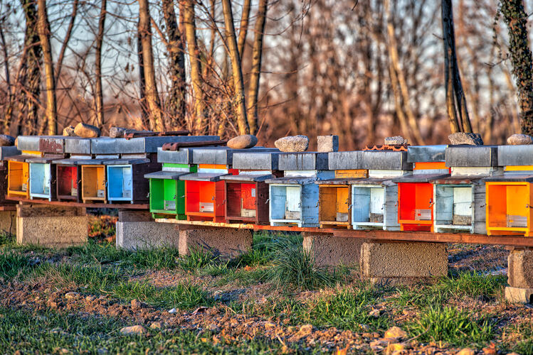 Bee hives colored to stand side by side on the field in nort