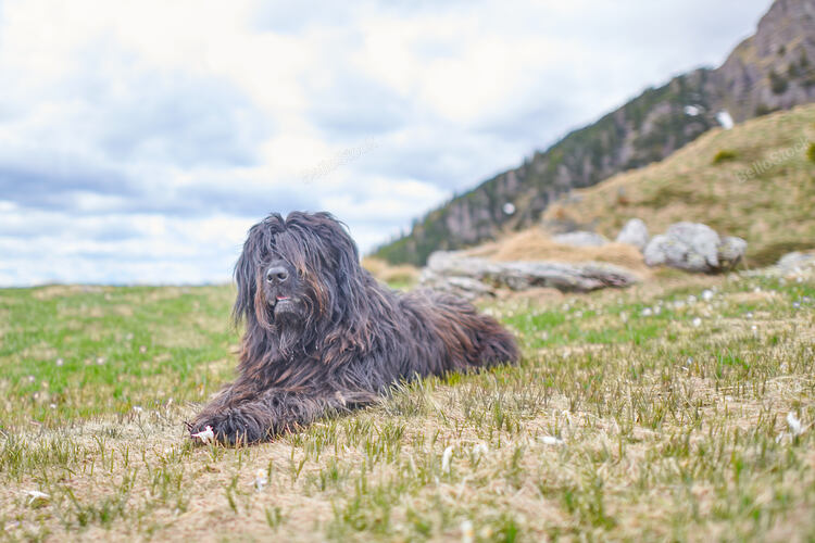 Bergamasco shepherd dog looks grazing sitting in a meadow