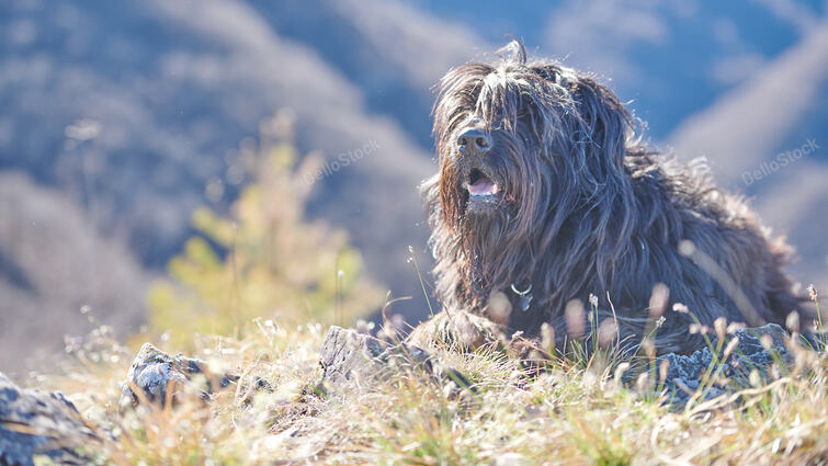 Bergamasco Shepherd dog looks its territory