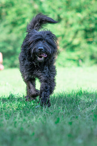 Bergamasco shepherd dog running in the meadow.